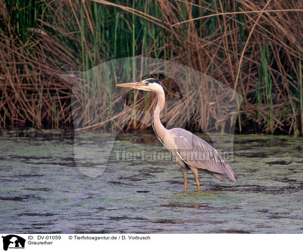 Graureiher / grey heron / DV-01059