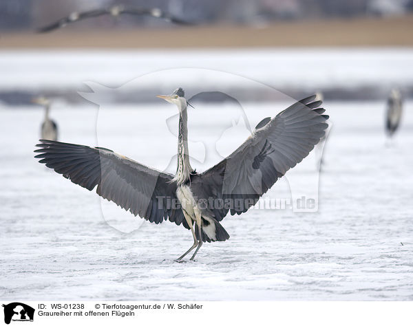 Graureiher mit offenen Flgeln / grey heron with open wings / WS-01238