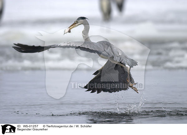 fliegender Graureiher / flying grey heron / WS-01257