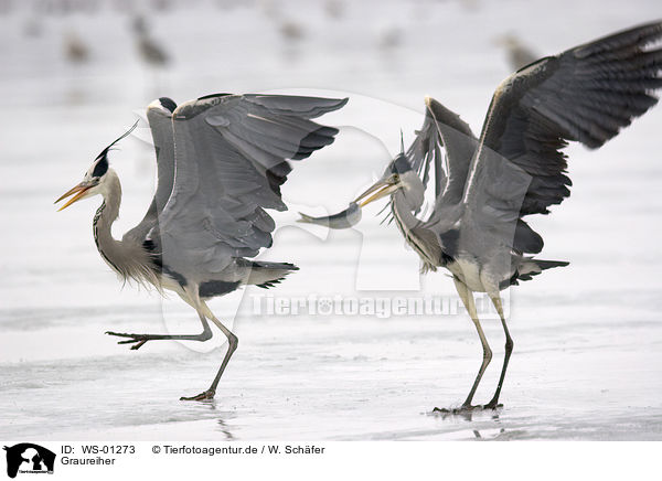 Graureiher / grey herons / WS-01273