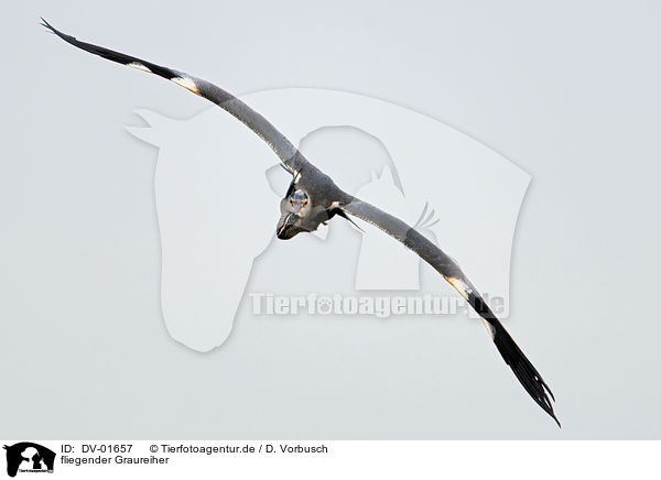 fliegender Graureiher / fyling Grey Heron / DV-01657