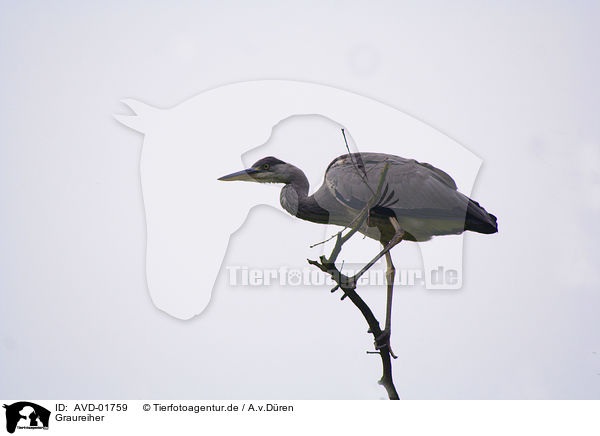Graureiher / Great Heron / AVD-01759