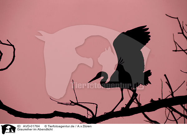 Graureiher im Abendlicht / Great Heron / AVD-01764