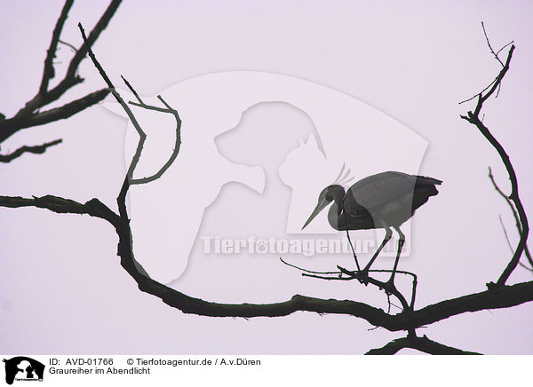Graureiher im Abendlicht / Great Heron / AVD-01766