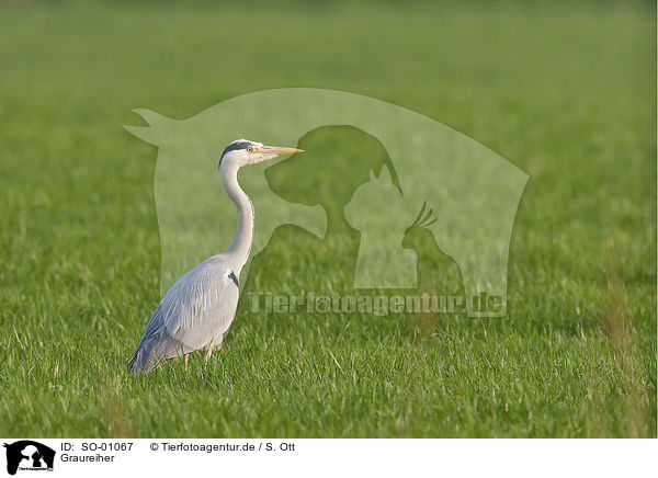 Graureiher / gray heron / SO-01067