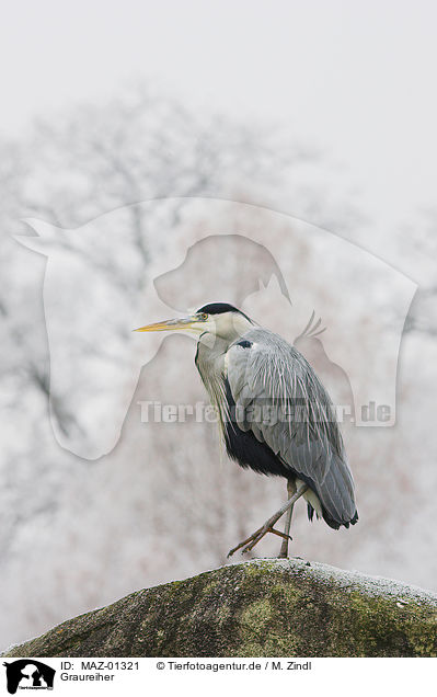 Graureiher / grey heron / MAZ-01321