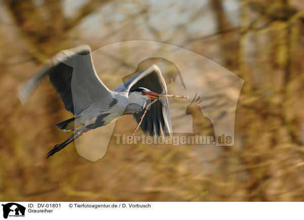 Graureiher / gray heron / DV-01801