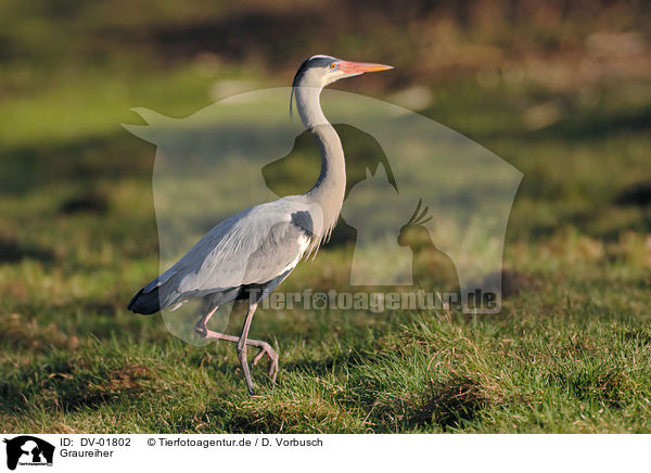 Graureiher / gray heron / DV-01802