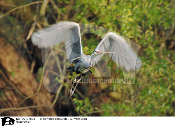 Graureiher / gray heron / DV-01806