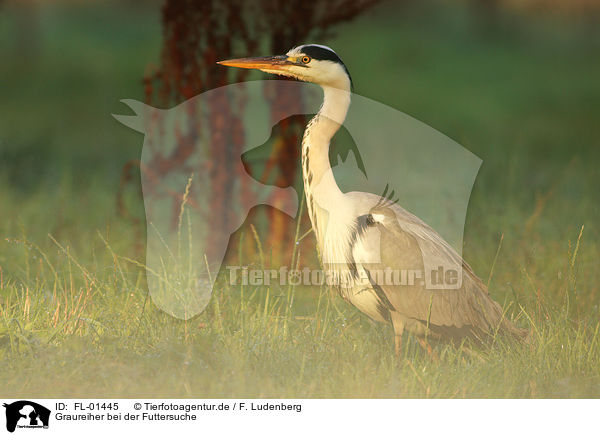 Graureiher bei der Futtersuche / gray heron / FL-01445