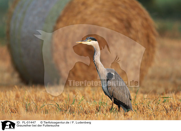 Graureiher bei der Futtersuche / gray heron / FL-01447