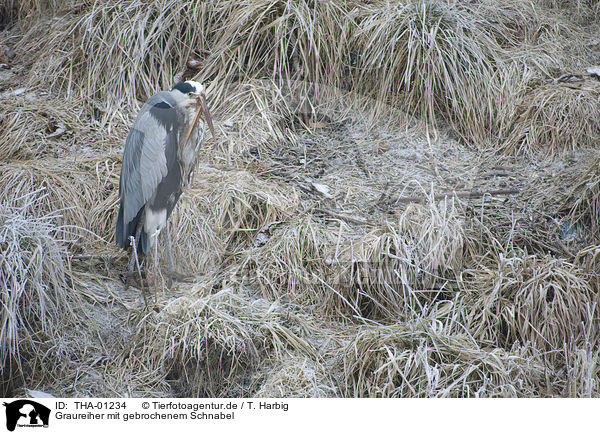 Graureiher mit gebrochenem Schnabel / grey heron with broken beak / THA-01234