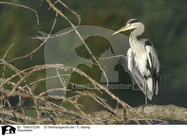 Graureiher / grey heron / THA-01236