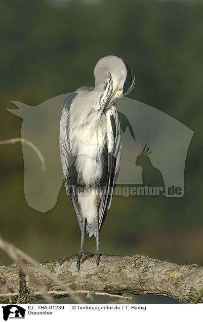 Graureiher / grey heron / THA-01239