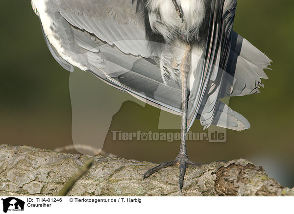 Graureiher / grey heron / THA-01246