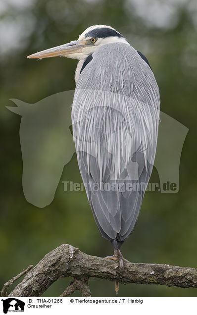 Graureiher / THA-01266