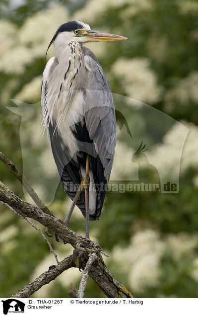Graureiher / grey heron / THA-01267
