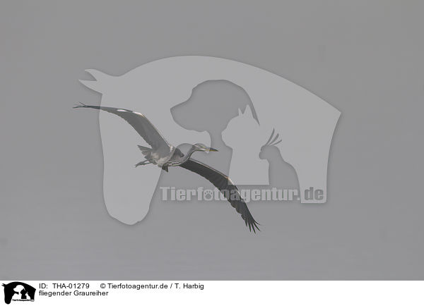 fliegender Graureiher / flying grey heron / THA-01279