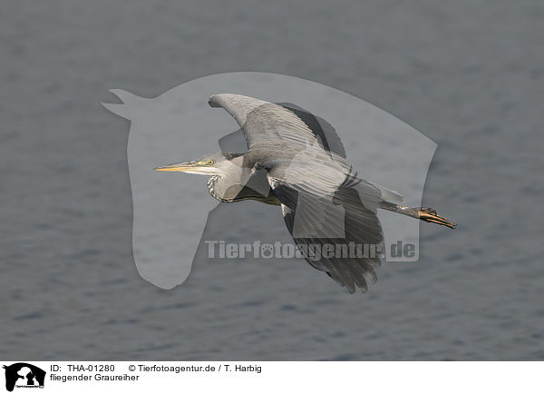 fliegender Graureiher / flying grey heron / THA-01280