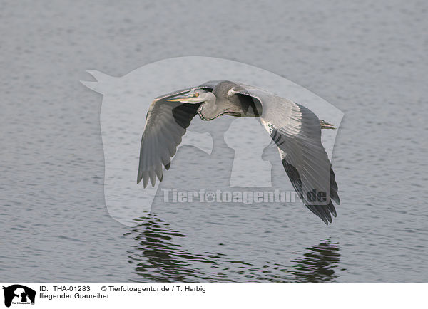 fliegender Graureiher / flying grey heron / THA-01283