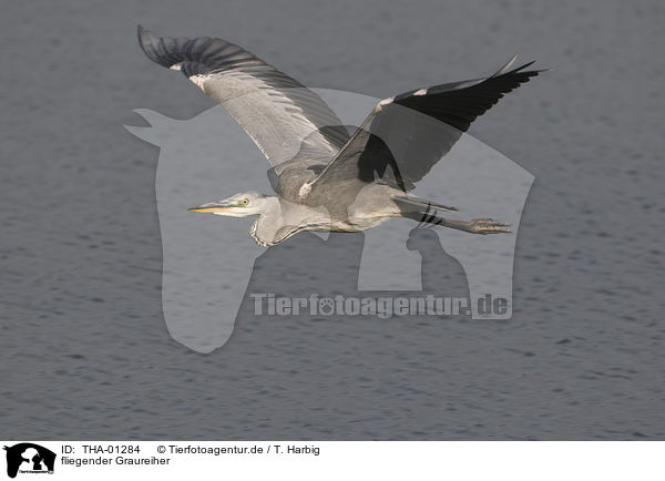 fliegender Graureiher / flying grey heron / THA-01284