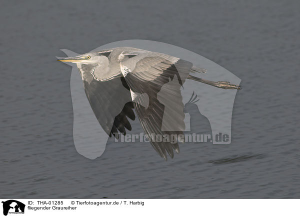 fliegender Graureiher / flying grey heron / THA-01285