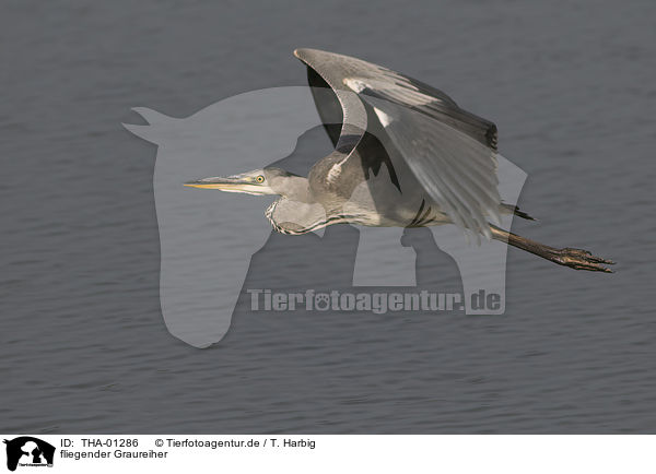 fliegender Graureiher / flying grey heron / THA-01286