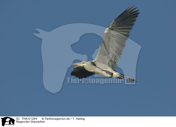 fliegender Graureiher / flying grey heron / THA-01294