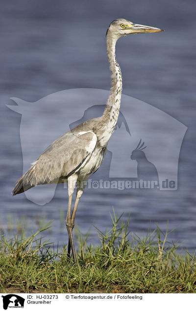 Graureiher / HJ-03273