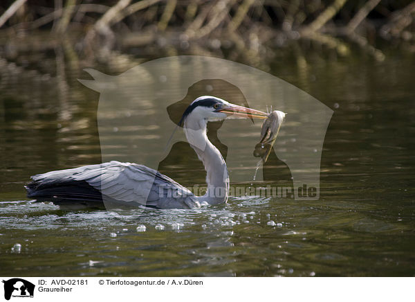 Graureiher / grey heron / AVD-02181