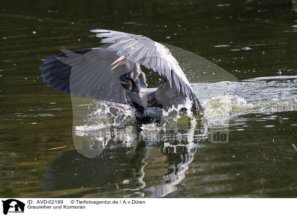 Graureiher und Kormoran / grey heron and cormorant / AVD-02189