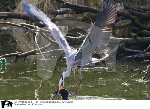 Graureiher und Kormoran / grey heron and cormorant / AVD-02193