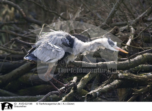 Graureiher / grey heron / AVD-02196
