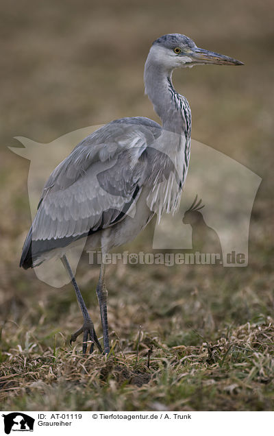 Graureiher / Grey Heron / AT-01119