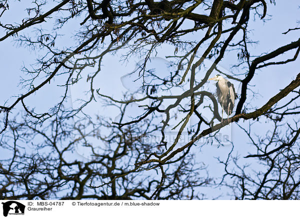 Graureiher / grey heron / MBS-04787
