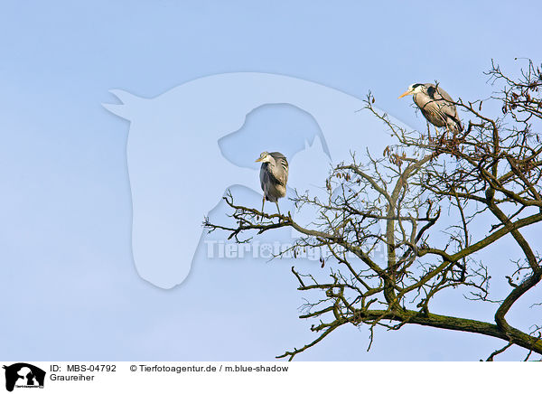 Graureiher / grey heron / MBS-04792