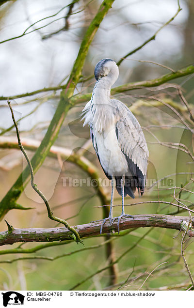 Graureiher / grey heron / MBS-04796