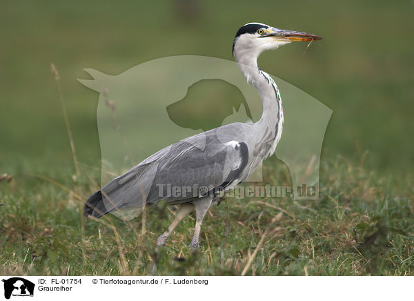 Graureiher / gray heron / FL-01754
