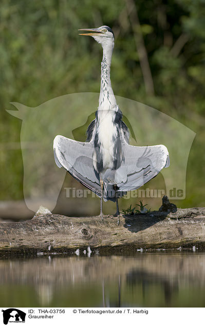 Graureiher / grey heron / THA-03756