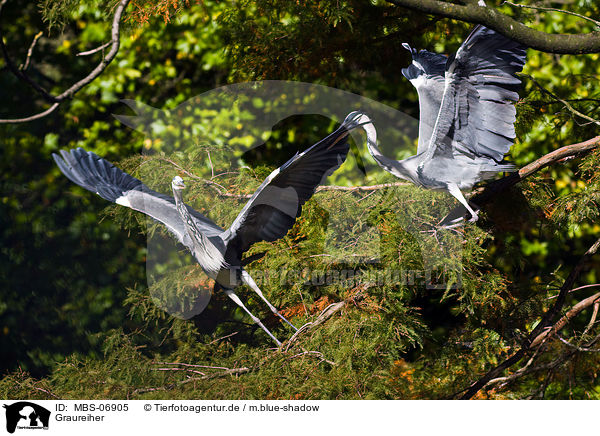 Graureiher / grey heron / MBS-06905