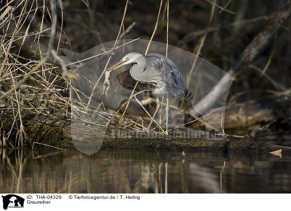 Graureiher / grey heron / THA-04329