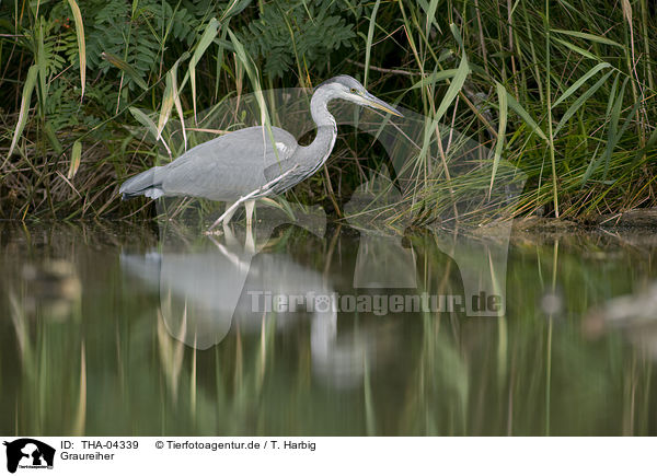 Graureiher / grey heron / THA-04339