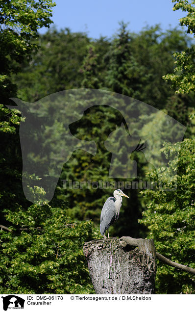 Graureiher / grey heron / DMS-06178