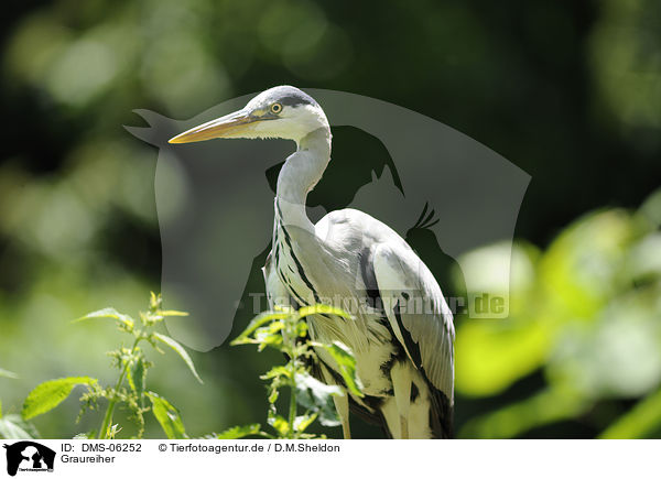 Graureiher / grey heron / DMS-06252