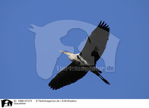 Graureiher / grey heron / DMS-07275