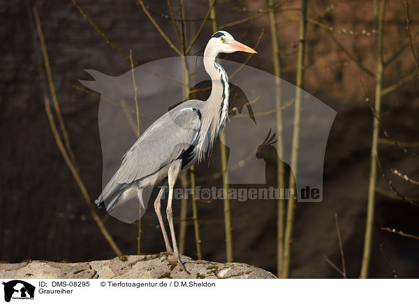 Graureiher / Grey heron / DMS-08295