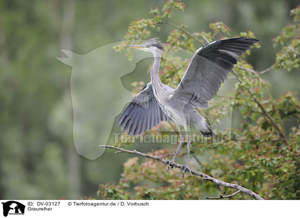 Graureiher / grey heron / DV-03127