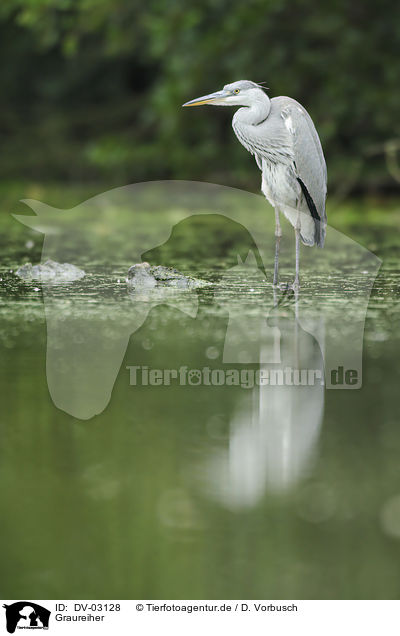 Graureiher / grey heron / DV-03128