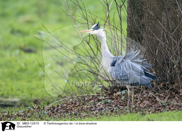 Graureiher / grey heron / MBS-12915