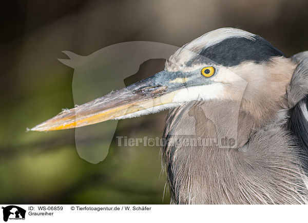 Graureiher / grey heron / WS-06859